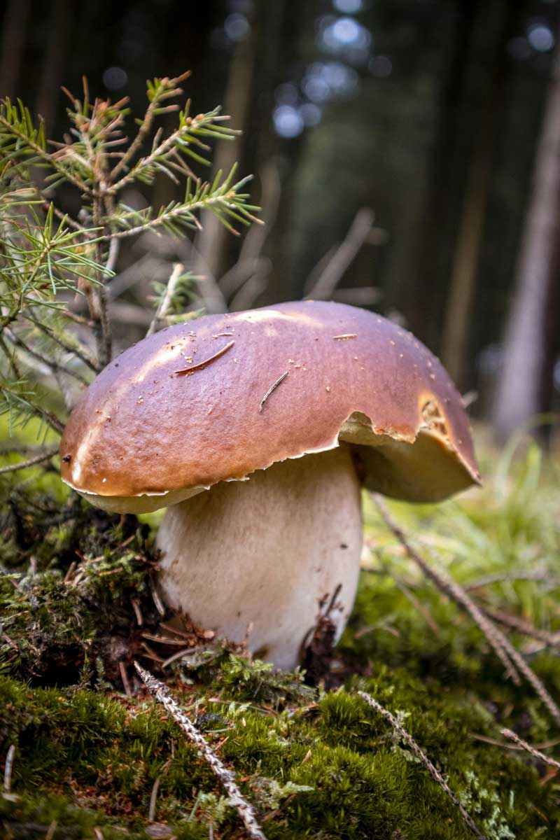Le cèpe champignon comestible, est un champignons facile à reconnaitre grâce à sa couleur et la forme de son pied   