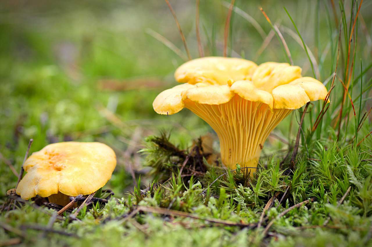Les chanterelles, un champignon adapté pour une première cueillette de champignons débutants
