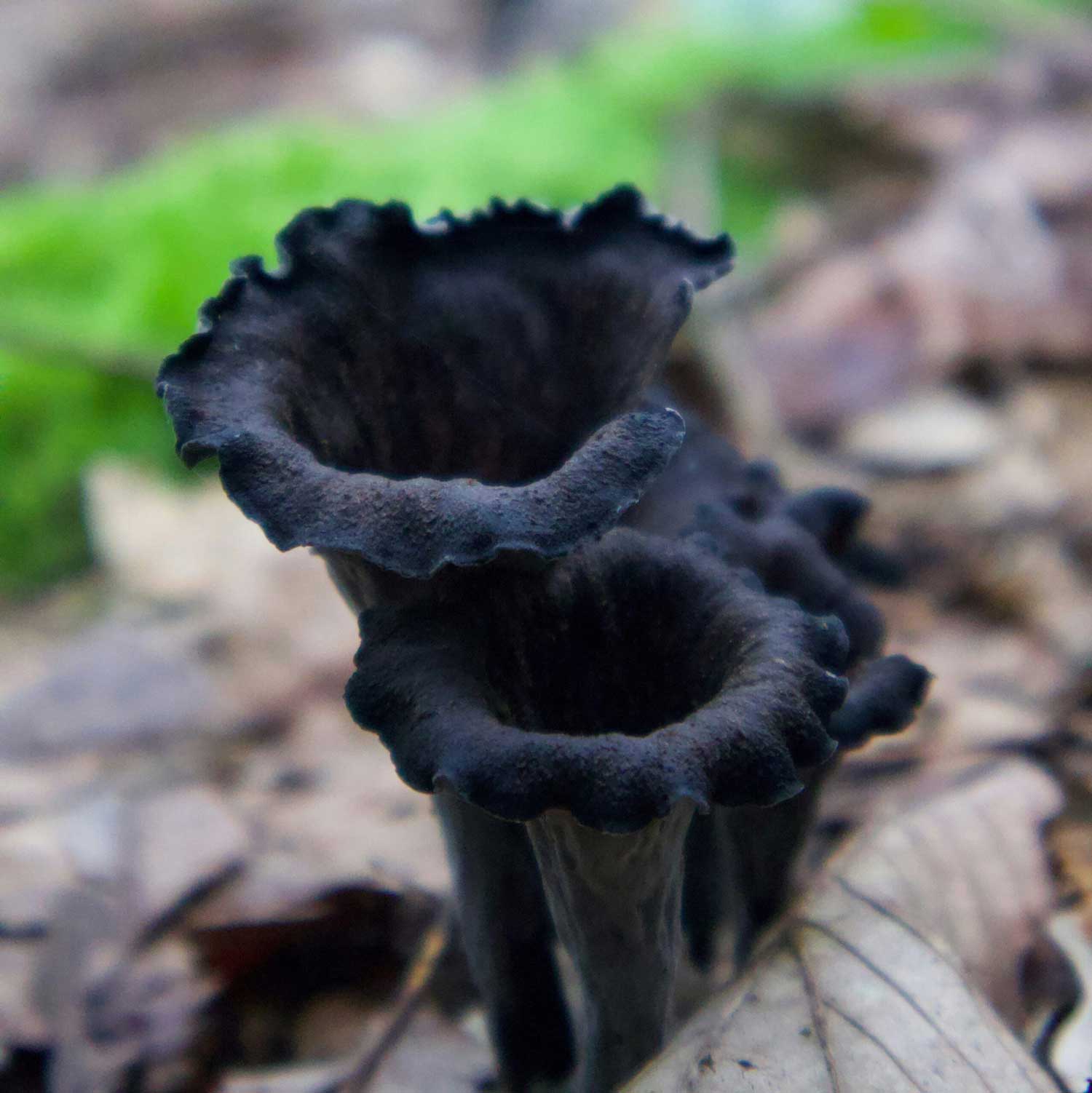 La corne d’abondance champignon comestible pousse souvent en groupe ou en touffe