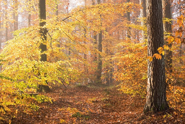 La chanterelle champignon comestible, pousse souvent dans les forêts de feuillus mixtes